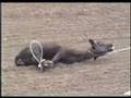 AT&T / Cingular Wireless Sponsors PRCA Rodeo Animal Abuse