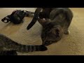 Two kittens meet for the first time