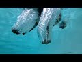 [イヌ]プールでボールとじゃれあうワンコたちをスローモーションで堪能する癒し動画。のサムネイル3