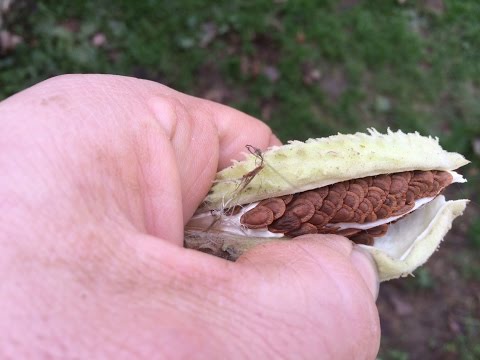how to harvest sycamore seeds