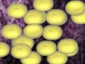 gleevecs-mechanism-of-action.html