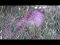 Highspeed Chase Aftermath Chevy 1500 Jumped Ditch It's a Wonder He Made It