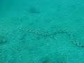 Moray snake Vietnam