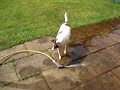 Jack Russell Rikkie and the Hosepipe Jack Russell Rikkie and the Hosepipe