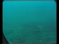 Patrick  Big Fish touna