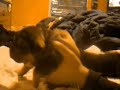 Cute Puppies Dancing Cute Puppies Dancing