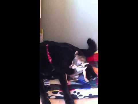 labradoor