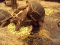 videos de Tortue des Seychelles