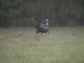 Alabama Gobbler Alabama Gobbler