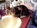 Meet My New Maine Coon Kitten Apollo