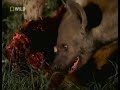 Leopard vs Hyena Stand Off over meat- Rare footage from wild