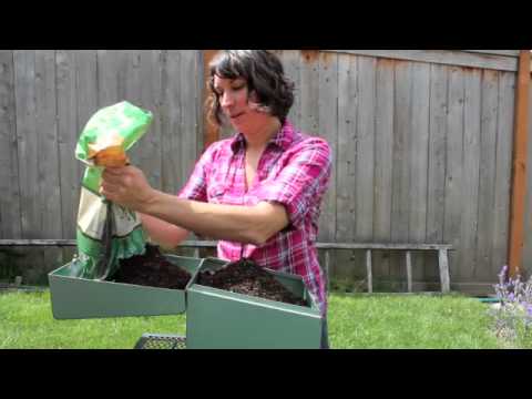 how to plant sedum