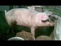 Health Care Overhaul Summarized Via MASSIVE PIG