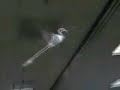 Wowee Dragonfly Electric RC Ornithopter