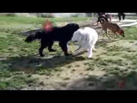 great pyrenees