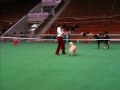 Dog Dancing