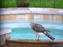 Bird Bath