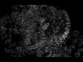 C(imm)-103