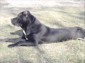 Pitbull - Neron - genus