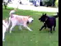 Wolf Dogs Playing