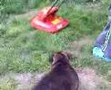 Lawnmower Attacks Staffy