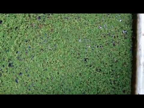 how to harvest azolla