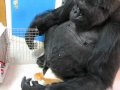 Koko Gets a Kitty Visit