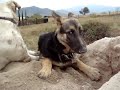 Siempre existirán los desacuerdos jaja. (Danka pastor alemán de 4 meses, Chelsea labradora de 6 meses)