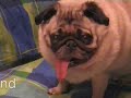 Hier kommt der Mops Trailer Hier kommt der Mops Trailer