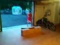 videos de crash velo