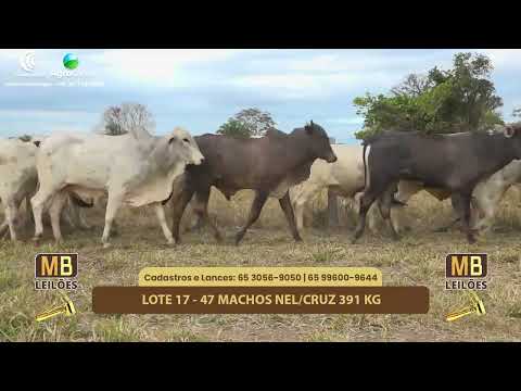 509 LEILO VIRTUAL MB LEILES