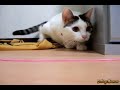 Pouncing Kitty