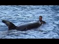Shamu Rocks! #1 HUGE Killer Whales!!! HUGE Splashes!!