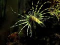 PTEROIS VOLITANS PTEROIS VOLITANS