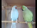 Indian Ringneck\