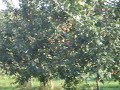 apple picking