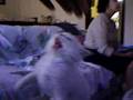 gatito 1