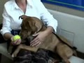Adopted! Pit Bull 8 mo. spayed F, brindle-bn and white