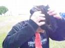 Guto