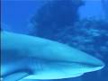 More Sharks