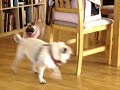 Pugs playing