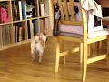 Pugs at play