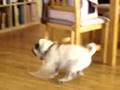 Pugs at play