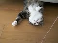 Chat Très Drôle Maru | The Funny Of The Cat