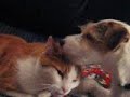 Best Friends Best Friends