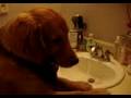 2009-01-06 | Popoy Malacas ~> Popoy drinking from the sink in the bathroom. He's a 10-month-old golden retriever. ... (00:58)