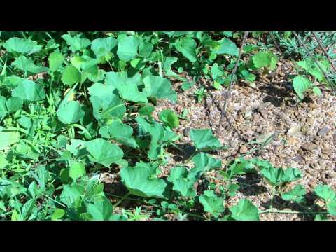 Pankaj Oudhia's Healing Herbs: Revitalization of Pancreas and Diabetes Management-cc6012d