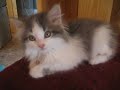 chaton bleu/blanc chaton bleu/blanc