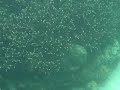 Underwater look @ Sipadan Underwater look @ Sipadan