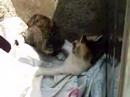 ??cat02 ??cat02